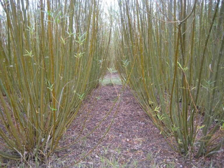 Spacing between planted willow