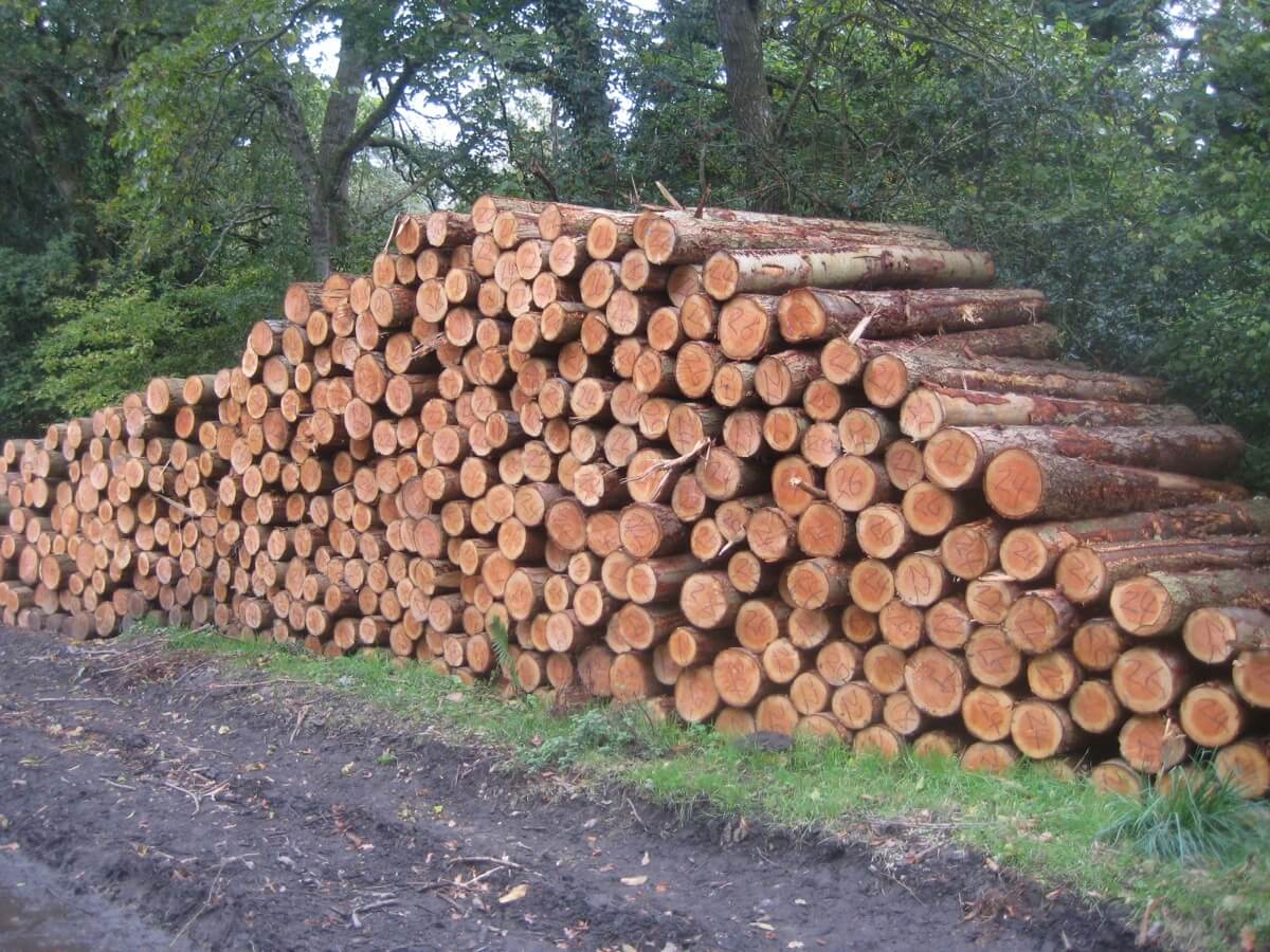 Log pile on the edge of a forest path