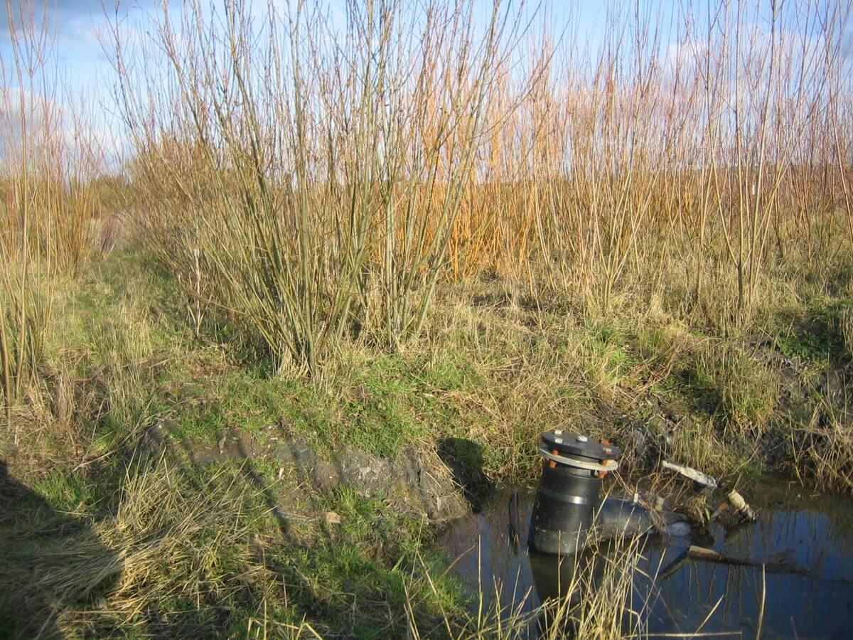 Willow plantation on a landfill site