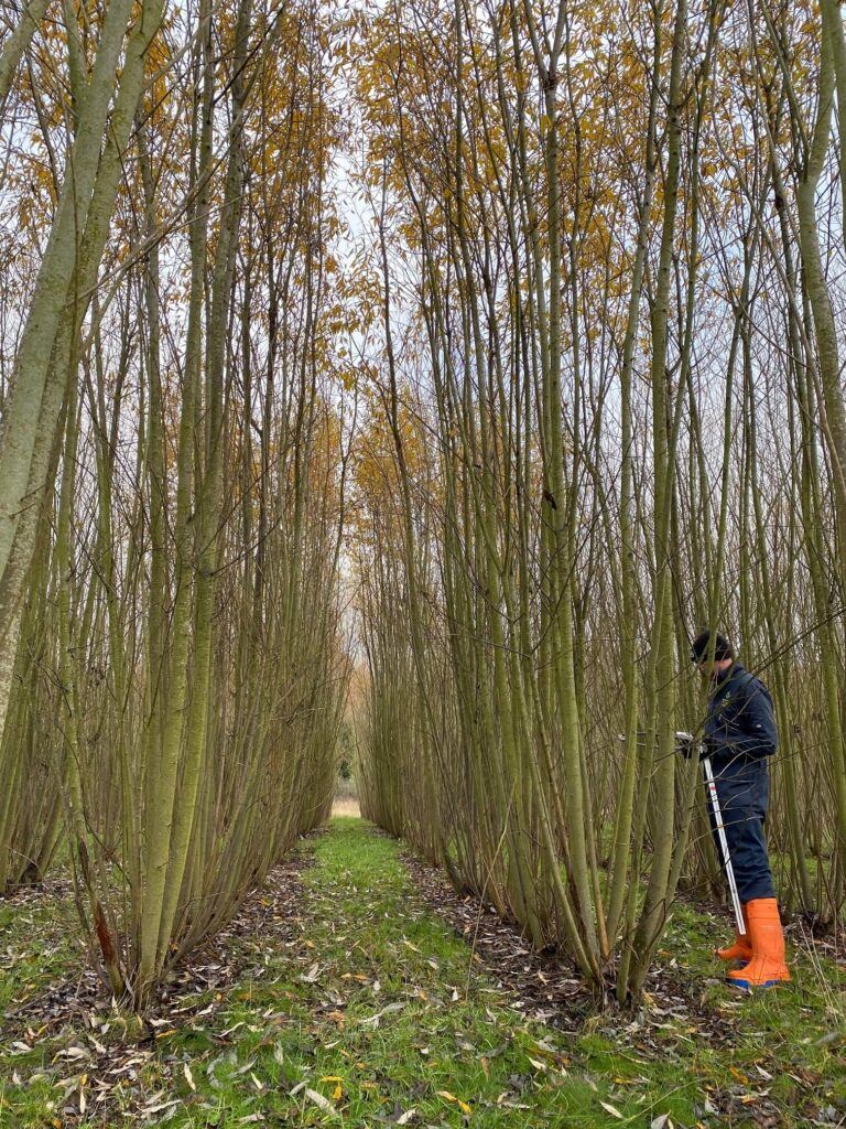Measuring willow stems with digital calipers helps reserachers predict yield outputs.
