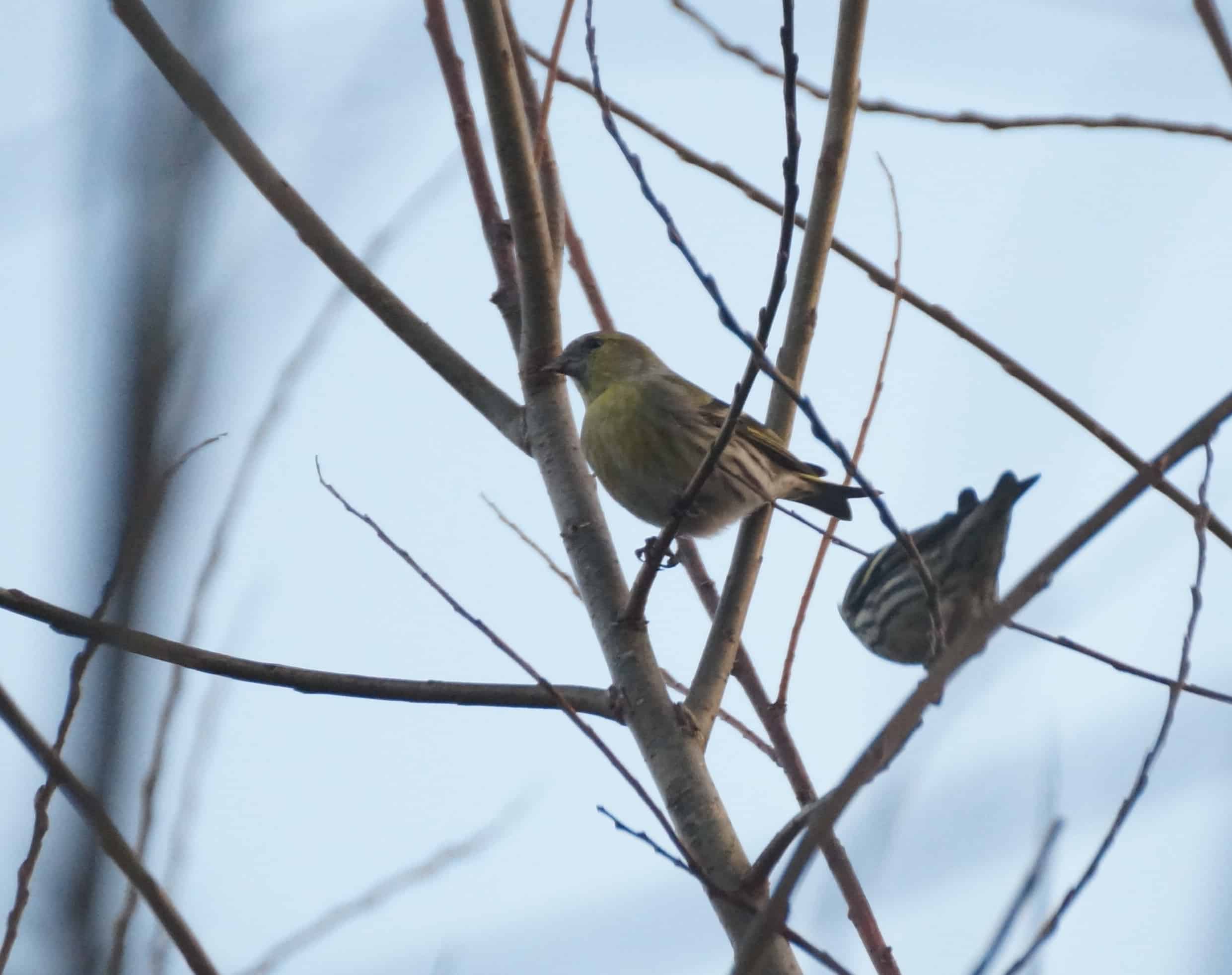 Siskin in SRC willow crop