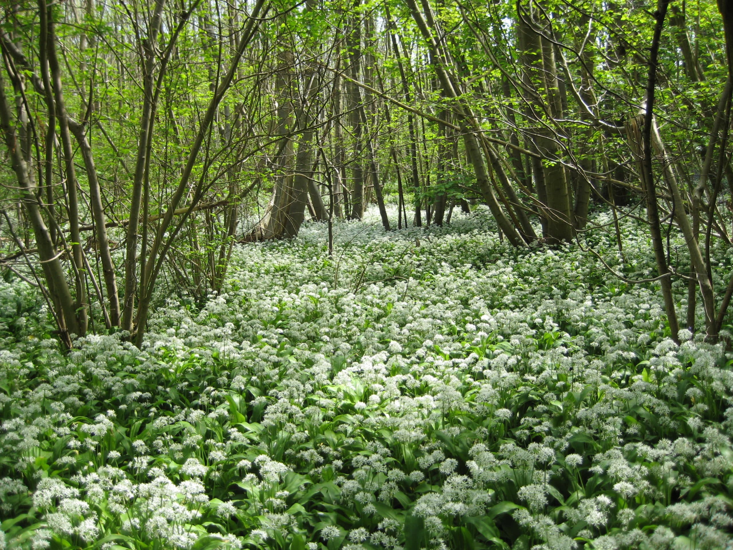 Willow wood
