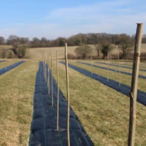 Poplar Rods - Belgian Gaver