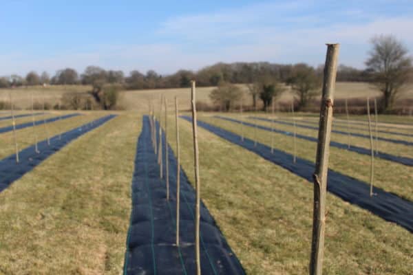 Poplar Rods - Belgian Gaver
