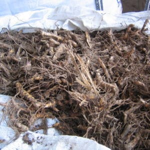 Miscanthus Rhizomes Bags
