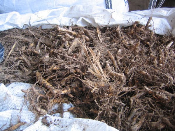Miscanthus Rhizomes Bags