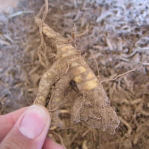Miscanthus Rhizomes Packs