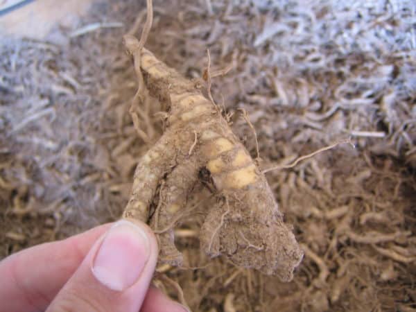Miscanthus Rhizomes Packs