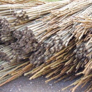 SRC Poplar cuttings and rods