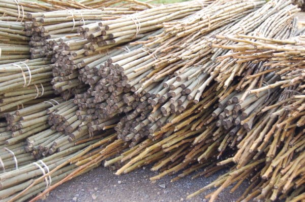 SRC Poplar cuttings and rods
