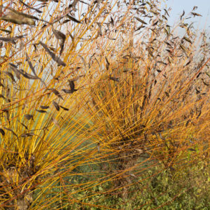 Common Osier Plug Plants (Salix Viminalis)
