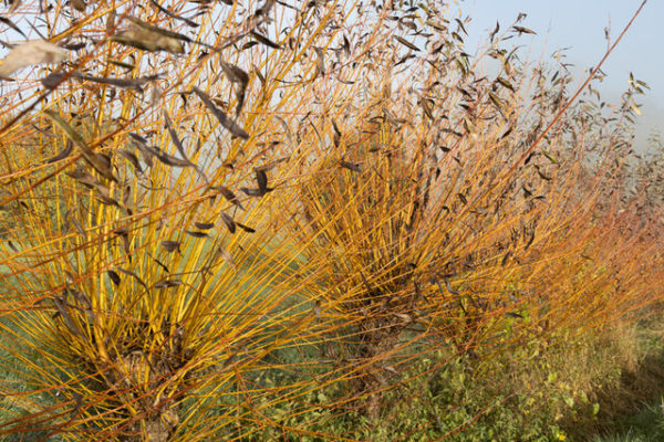 Common Osier Plug Plants (Salix Viminalis)