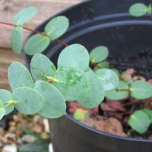 Eucalyptus coccifera plug plants (Snow Peppermint, Tasmanian snow gum)