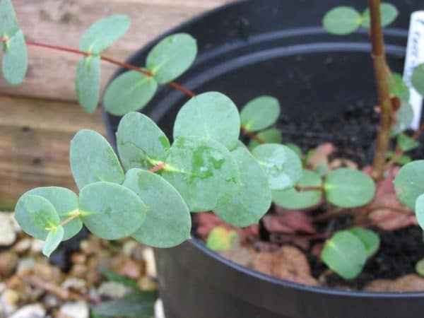 Eucalyptus coccifera plug plants (Snow Peppermint, Tasmanian snow gum)