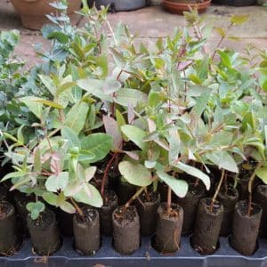 tray of eucalyptus plug plants