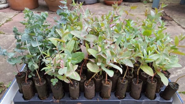 tray of eucalyptus plug plants
