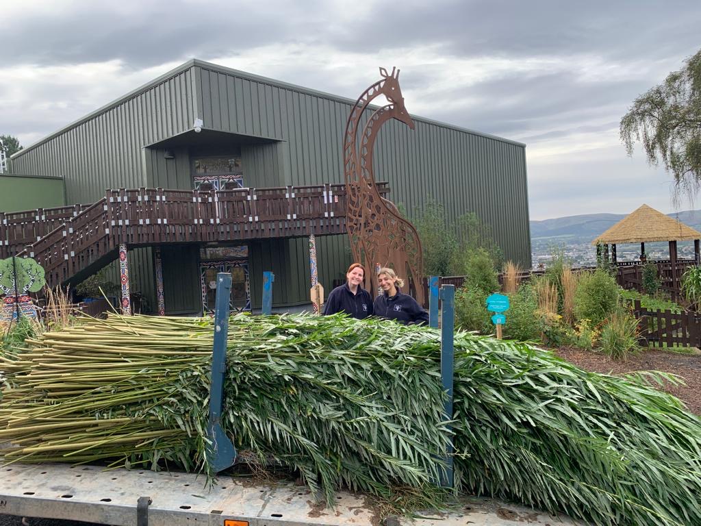 Keepers at Edinburgh Zoo with willow for giraffes