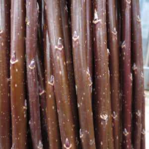 Productive SRC Willow Cuttings - Roth Cheviot