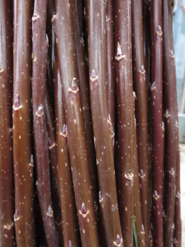 Productive SRC Willow Cuttings - Roth Cheviot