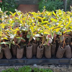 Eucalyptus nitens plug plants (Shining Gum)
