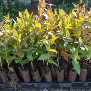 Eucalyptus denticulata plug plants (Errinundra shining gum)
