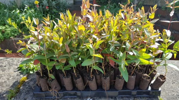 Eucalyptus denticulata plug plants (Errinundra shining gum)