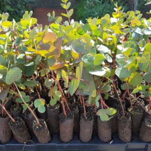 Eucalyptus dalrympleana plug plants (Mountain White Gum)