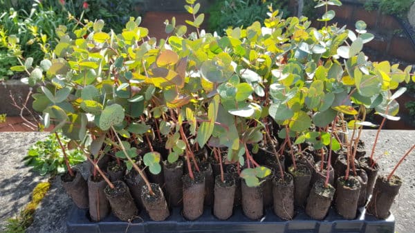 Eucalyptus dalrympleana plug plants (Mountain White Gum)