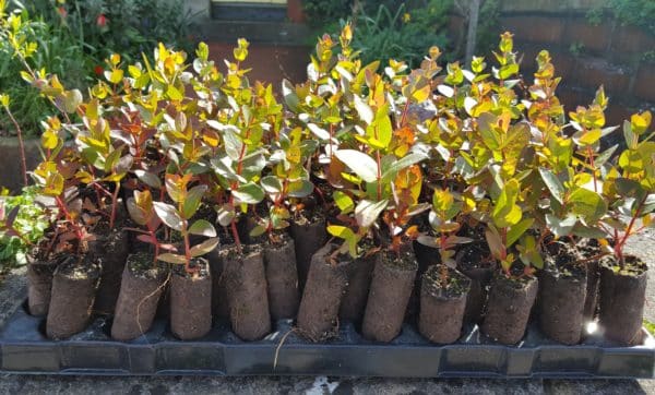 Eucalyptus johnstonii plug plants (Tasmanian Yellow Gum)