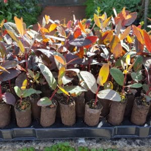 Eucalyptus delegatensis subsp.tasmaniensis plug plants (Gum-topped stringybark)