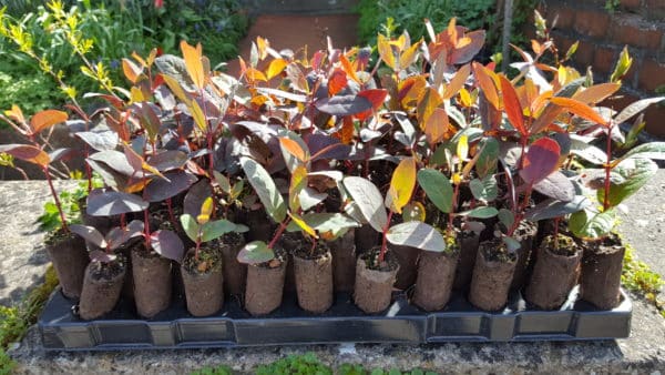 Eucalyptus delegatensis subsp.tasmaniensis plug plants (Gum-topped stringybark)