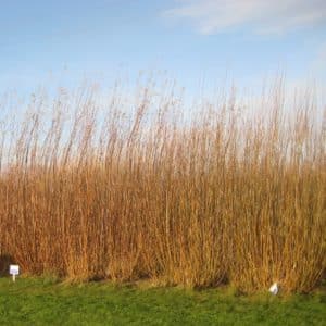 Productive SRC Willow Rods - Resolution