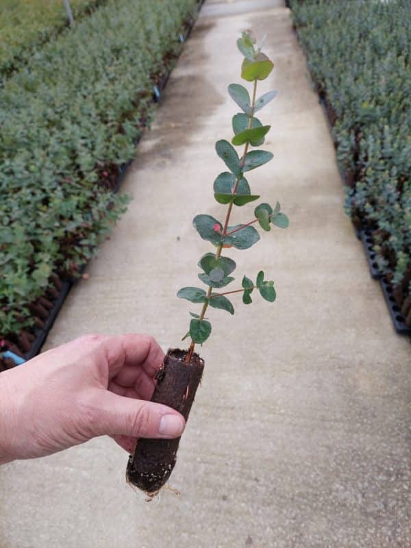 Eucalyptus gunni plug plants (Cider Gum)