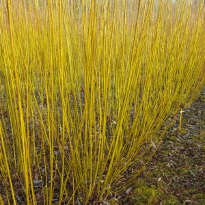Productive SRC Willow Rods - Roth Hambledon