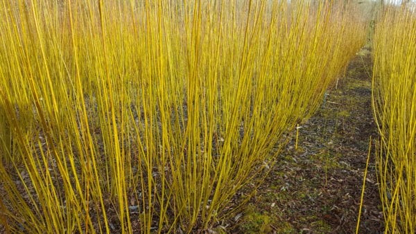 Productive SRC Willow Rods - Roth Hambledon
