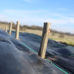 Poplar Cuttings - Belgian Gibecq