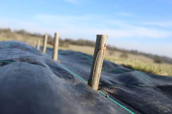 Poplar Cuttings - Belgian Gibecq
