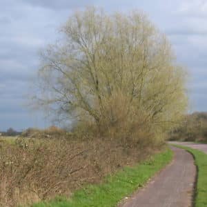 Crack Willow Plug Plants (Salix Fragilis)