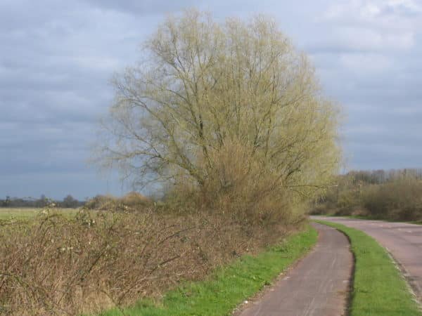 Crack Willow Plug Plants (Salix Fragilis)