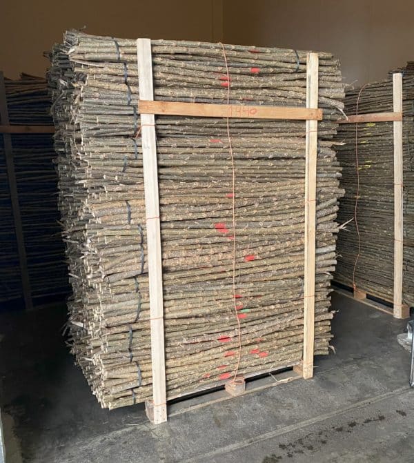 Poplar Rods - Italian AF7