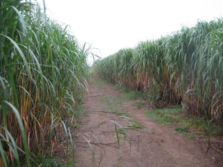 Miscanthus field