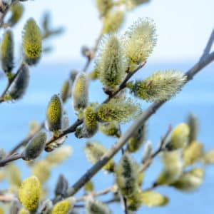 Eared Willow Plug Plants (Salix Aurita)