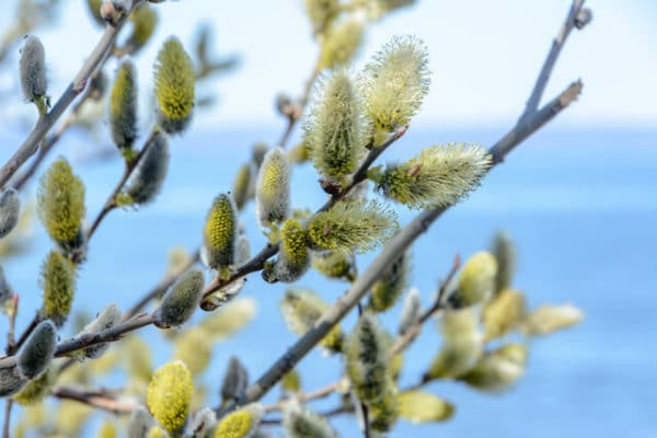 Eared Willow Plug Plants (Salix Aurita)