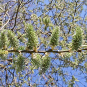 Goat Willow Plug Plants (Salix Caprea)