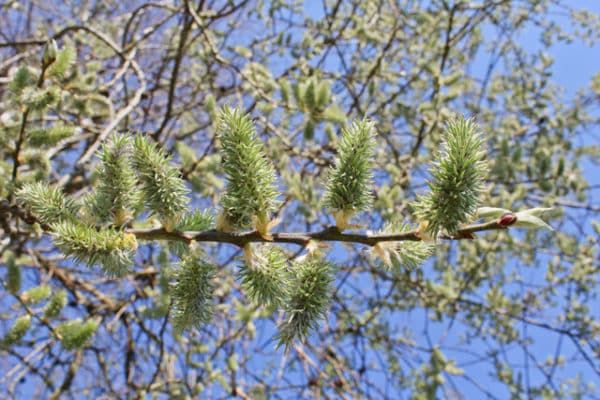 Goat Willow Plug Plants (Salix Caprea)