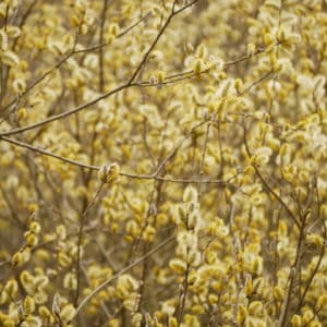 Grey Willow Plug Plants (Salix Cinerea)