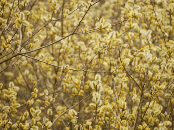 Grey Willow Plug Plants (Salix Cinerea)