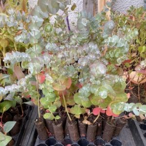 Eucalyptus glaucescens plug plants (Tingiringi gum)
