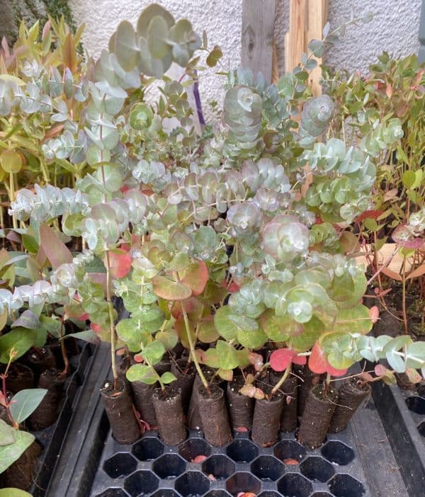 Eucalyptus glaucescens plug plants (Tingiringi gum)