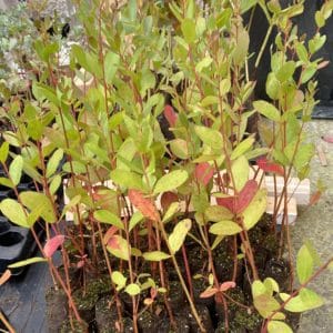 Eucalyptus rodwayii plug plants (Swamp Peppermint)